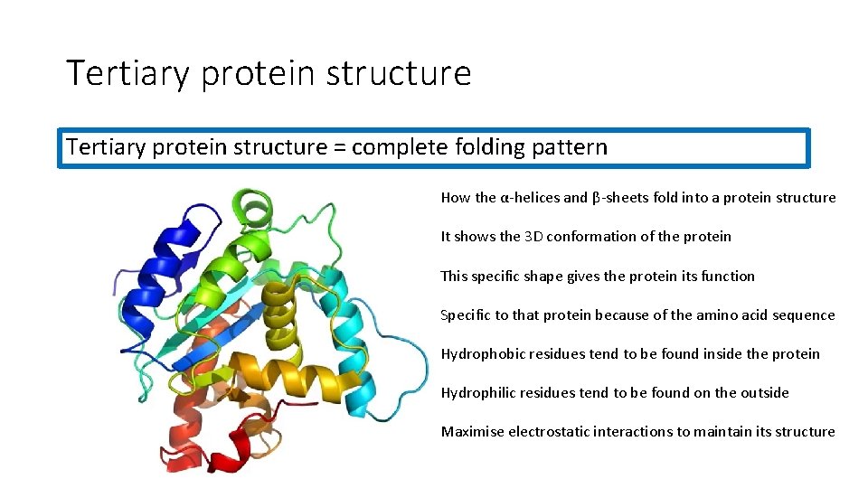 Tertiary protein structure = complete folding pattern How the α-helices and β-sheets fold into
