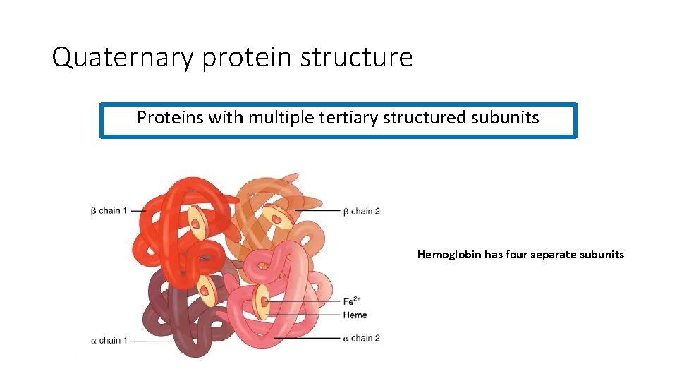 Quaternary protein structure Proteins with multiple tertiary structured subunits Hemoglobin has four separate subunits