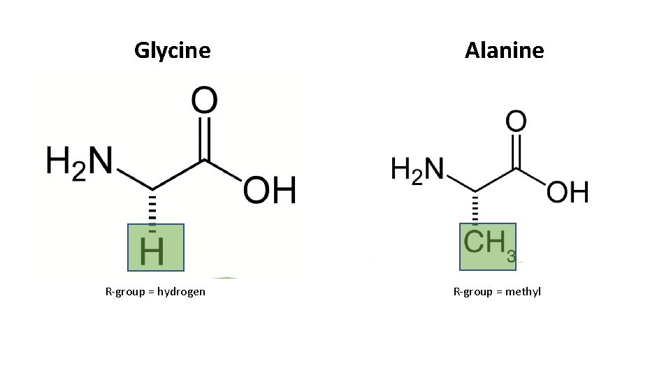 Glycine R-group = hydrogen Alanine R-group = methyl 