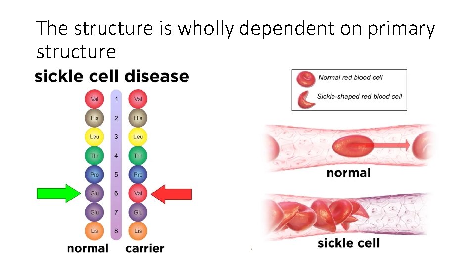 The structure is wholly dependent on primary structure 