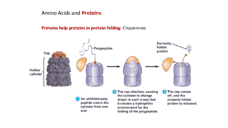 Amino Acids and Proteins help proteins in protein folding: Chaperones 