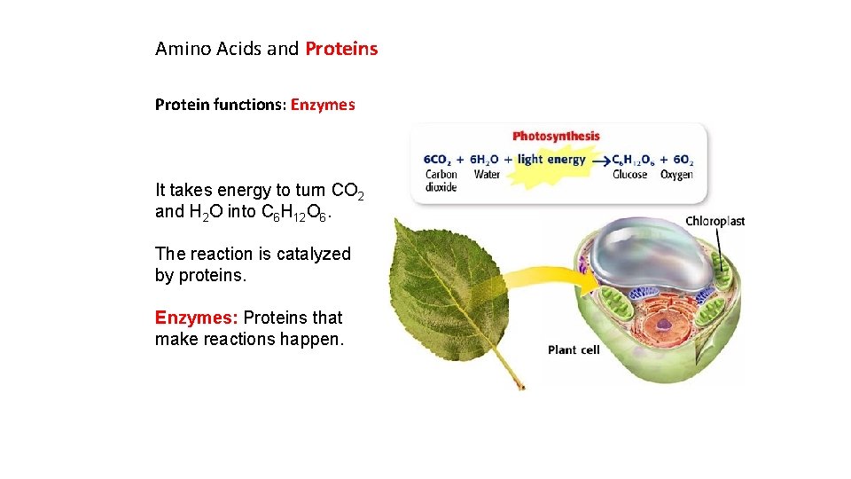 Amino Acids and Proteins Protein functions: Enzymes It takes energy to turn CO 2