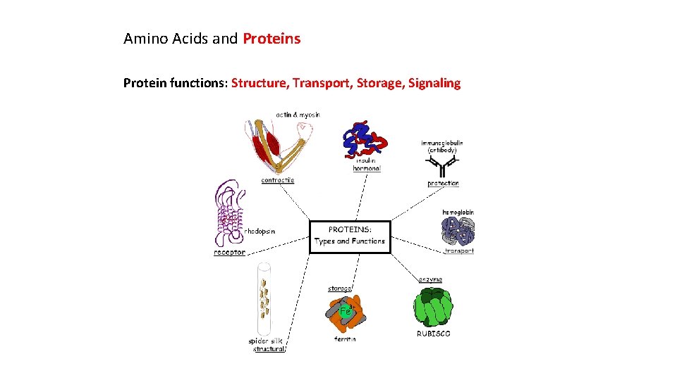 Amino Acids and Proteins Protein functions: Structure, Transport, Storage, Signaling 