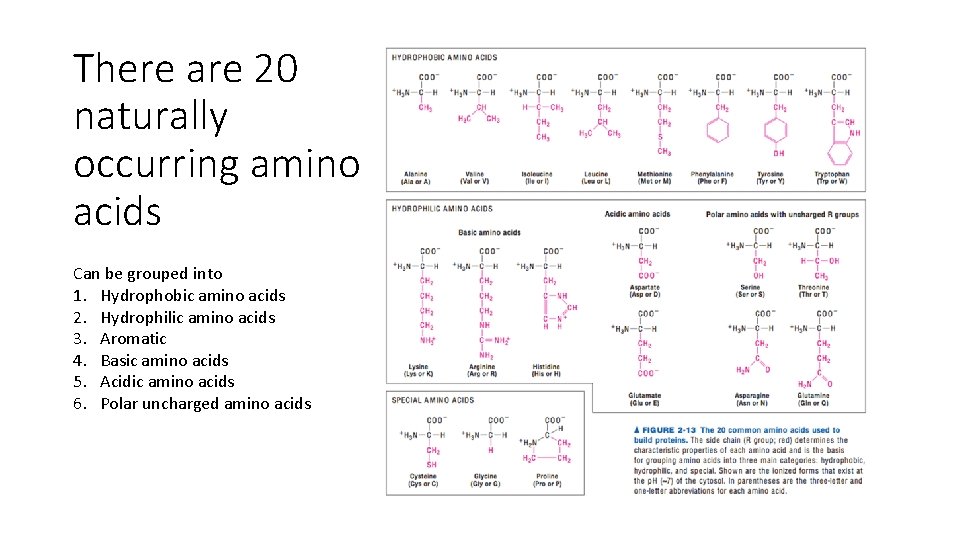 There are 20 naturally occurring amino acids Can be grouped into 1. Hydrophobic amino