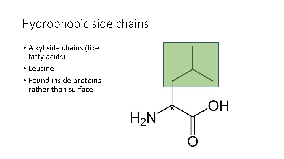 Hydrophobic side chains • Alkyl side chains (like fatty acids) • Leucine • Found