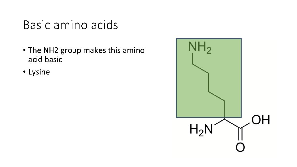 Basic amino acids • The NH 2 group makes this amino acid basic •