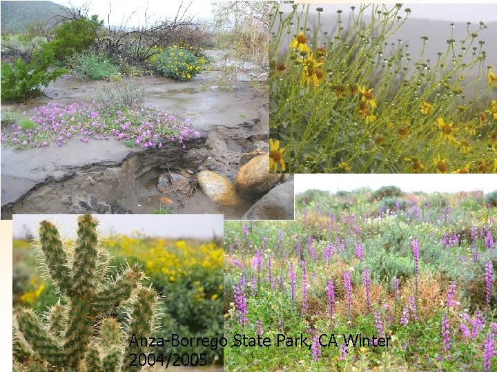 Anza-Borrego State Park, CA Winter 2004/2005 