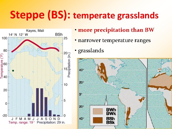 Steppe (BS): temperate grasslands • more precipitation than BW • narrower temperature ranges •