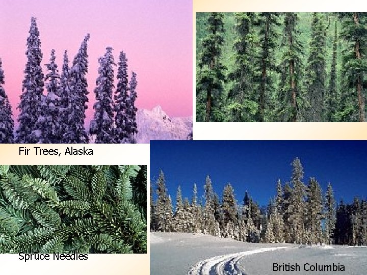 Fir Trees, Alaska Spruce Needles British Columbia 