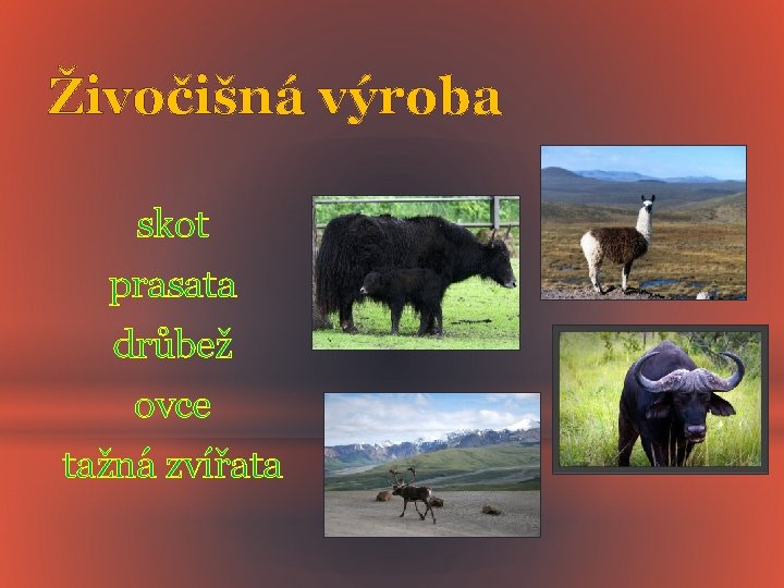 Živočišná výroba skot prasata drůbež ovce tažná zvířata 