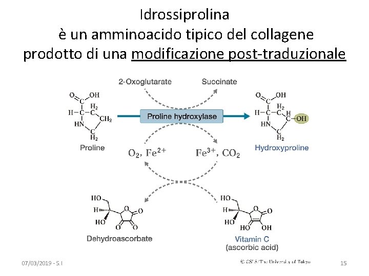 Idrossiprolina è un amminoacido tipico del collagene prodotto di una modificazione post-traduzionale 07/03/2019 -