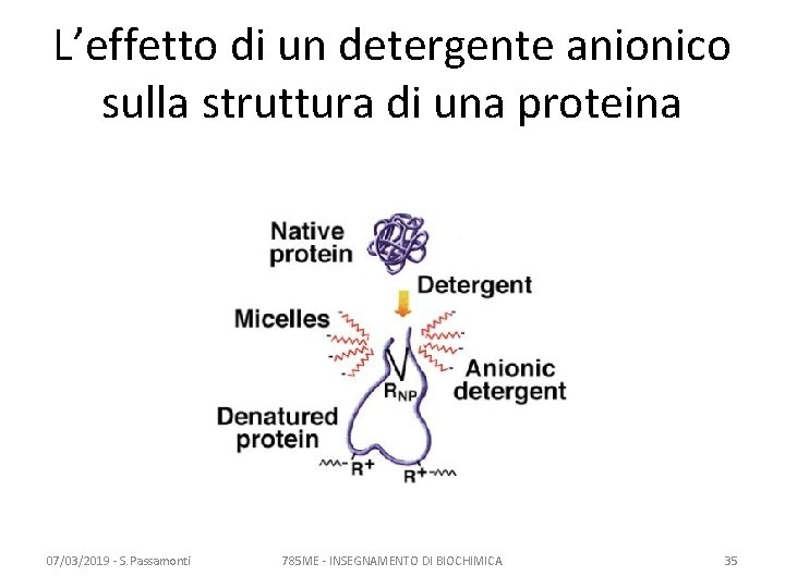 L’effetto di un detergente anionico sulla struttura di una proteina 07/03/2019 - S. Passamonti