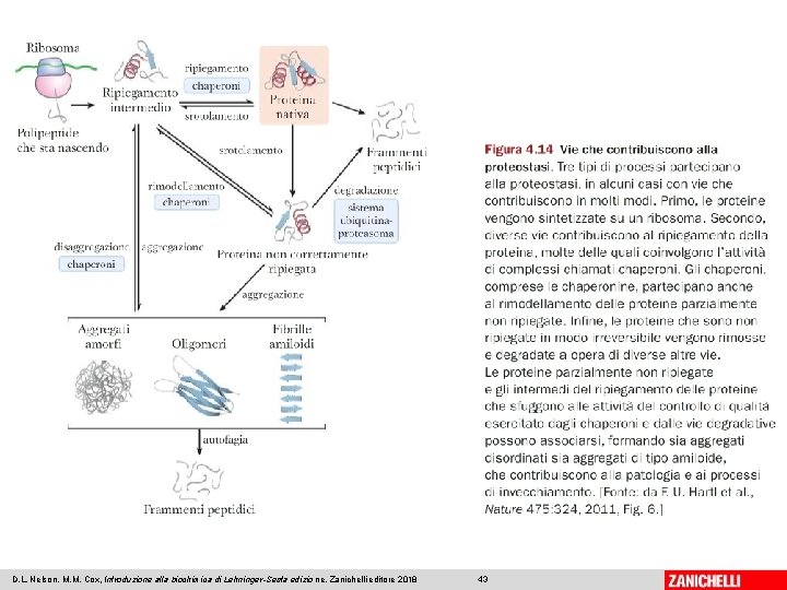 D. L. Nelson, M. M. Cox, Introduzione alla biochimica di Lehninger-Sesta edizio ne, Zanichelli
