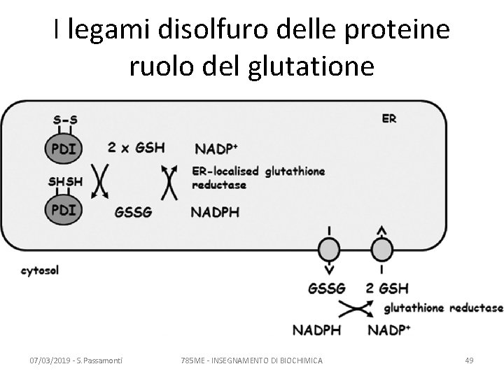 I legami disolfuro delle proteine ruolo del glutatione 07/03/2019 - S. Passamonti 785 ME