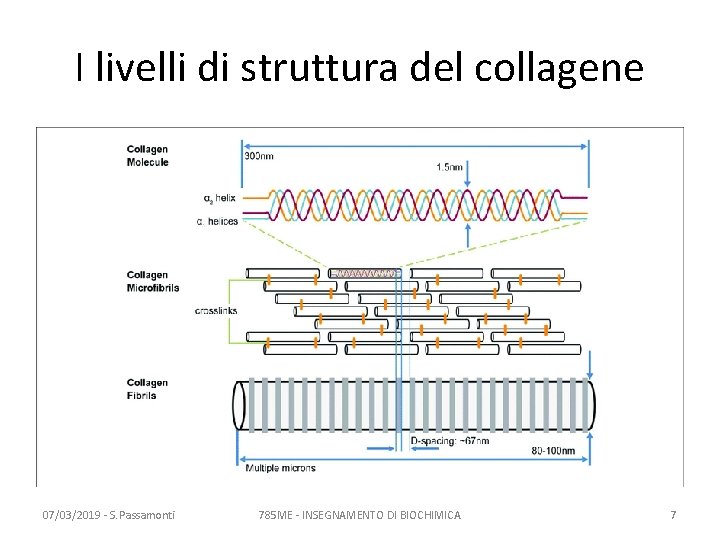 I livelli di struttura del collagene 07/03/2019 - S. Passamonti 785 ME - INSEGNAMENTO