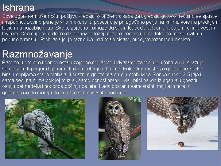 Ishrana ] Sove uglavnom love noću, pažljivo vrebaju svoj plen, a kada ga ugledaju