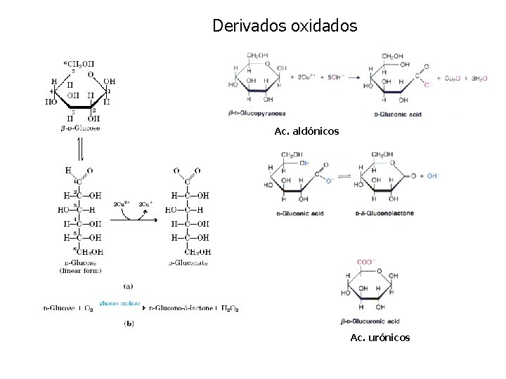 Derivados oxidados Ac. aldónicos Ac. urónicos 