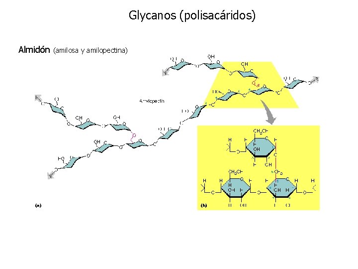 Glycanos (polisacáridos) Almidón (amilosa y amilopectina) 
