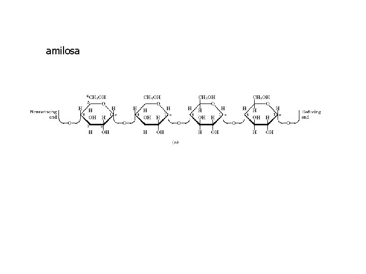 amilosa 