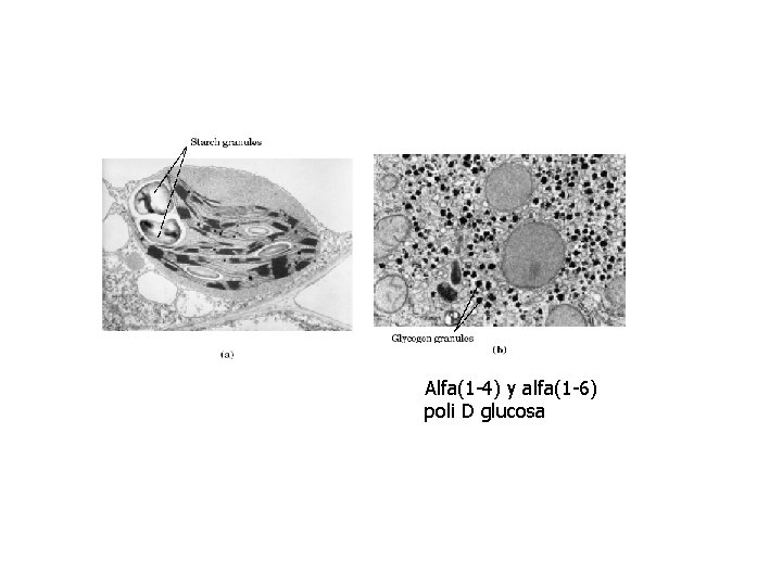Alfa(1 -4) y alfa(1 -6) poli D glucosa 