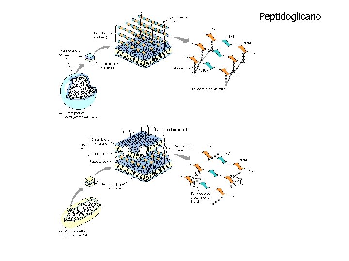 Peptidoglicano 