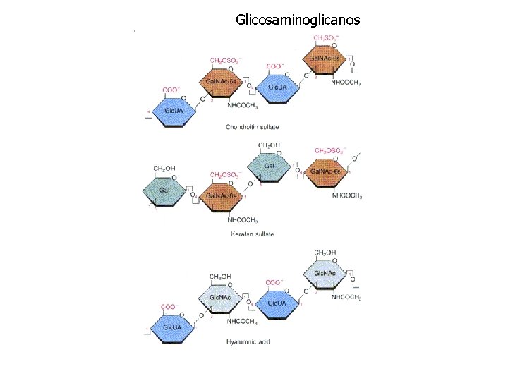 Glicosaminoglicanos 