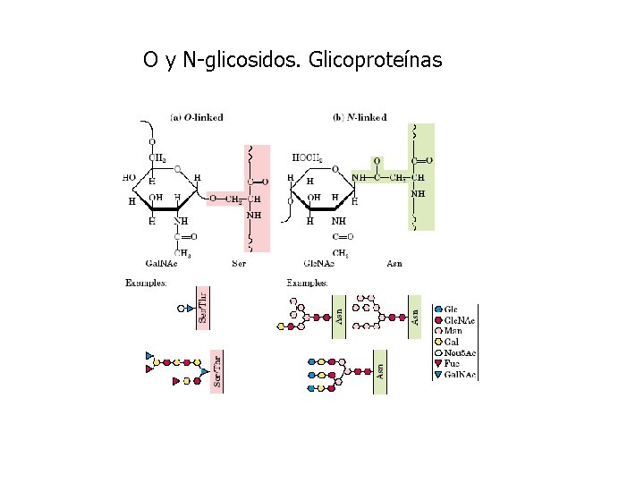 O y N-glicosidos. Glicoproteínas 