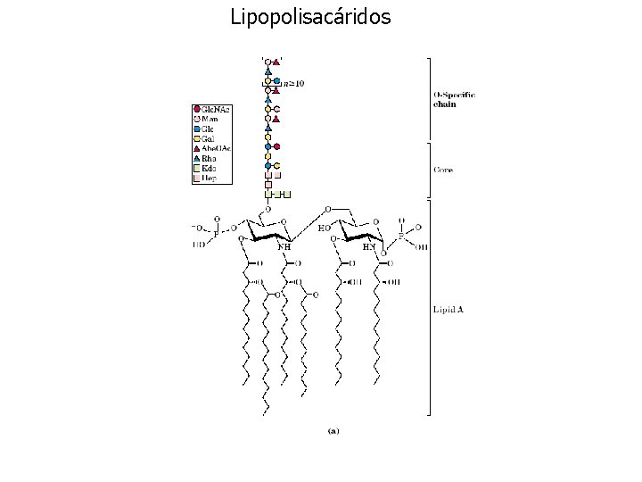 Lipopolisacáridos 