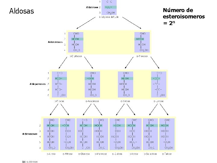 Aldosas Número de esteroisomeros = 2 n 