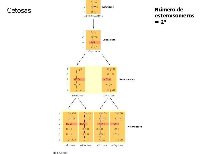 Cetosas Número de esteroisomeros = 2 n 