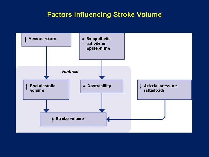 Factors Influencing Stroke Volume Venous return Sympathetic activity or Epinephrine Ventricle End-diastolic volume Contractility