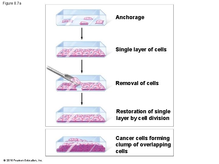 Figure 8. 7 a Anchorage Single layer of cells Removal of cells Restoration of