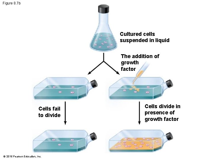 Figure 8. 7 b Cultured cells suspended in liquid The addition of growth factor