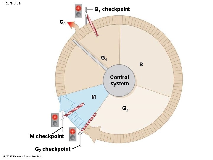 Figure 8. 8 a G 1 checkpoint G 0 G 1 S Control system