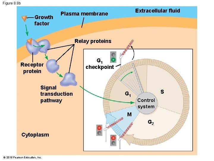 Figure 8. 8 b Growth factor Extracellular fluid Plasma membrane Relay proteins Receptor protein