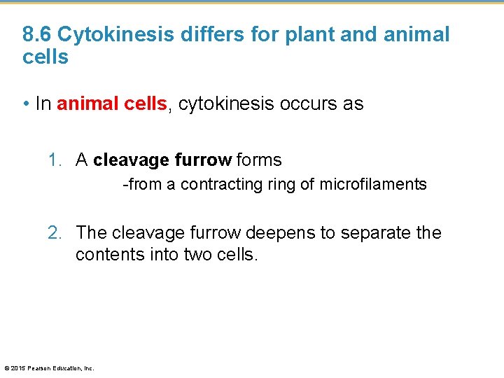 8. 6 Cytokinesis differs for plant and animal cells • In animal cells, cytokinesis