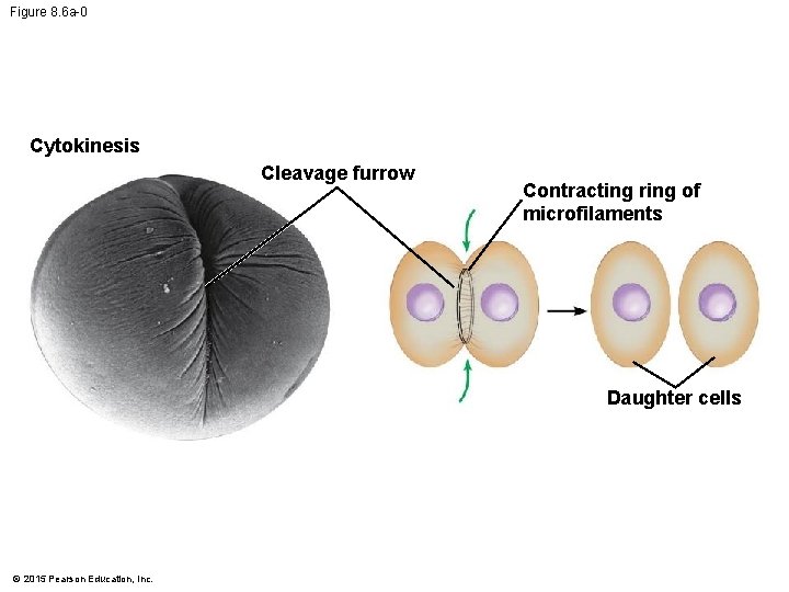 Figure 8. 6 a-0 Cytokinesis Cleavage furrow Contracting ring of microfilaments Daughter cells ©