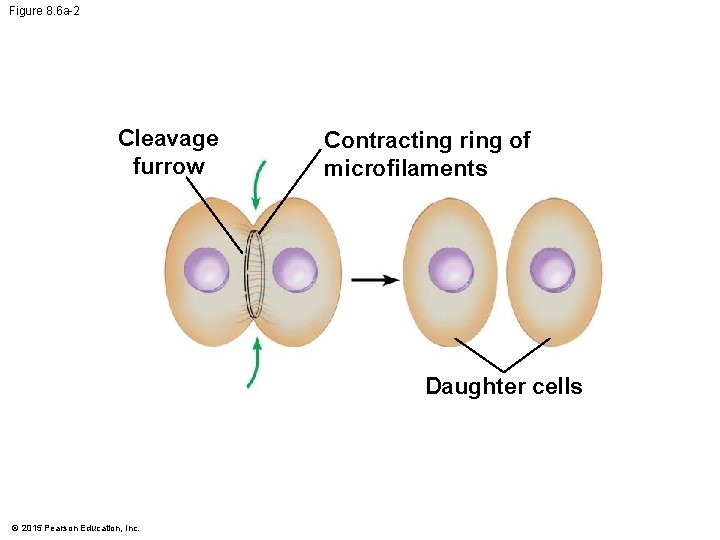 Figure 8. 6 a-2 Cleavage furrow Contracting ring of microfilaments Daughter cells © 2015
