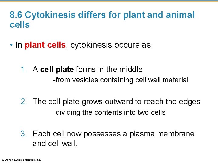 8. 6 Cytokinesis differs for plant and animal cells • In plant cells, cytokinesis