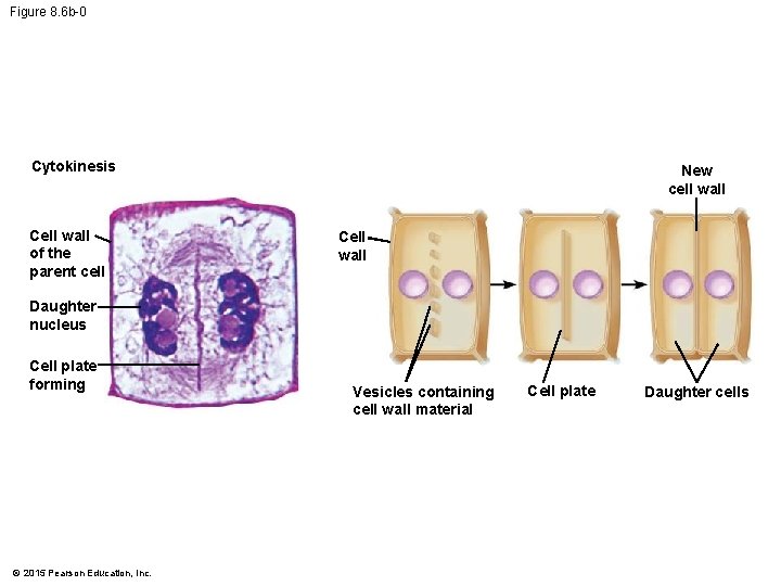 Figure 8. 6 b-0 Cytokinesis Cell wall of the parent cell New cell wall