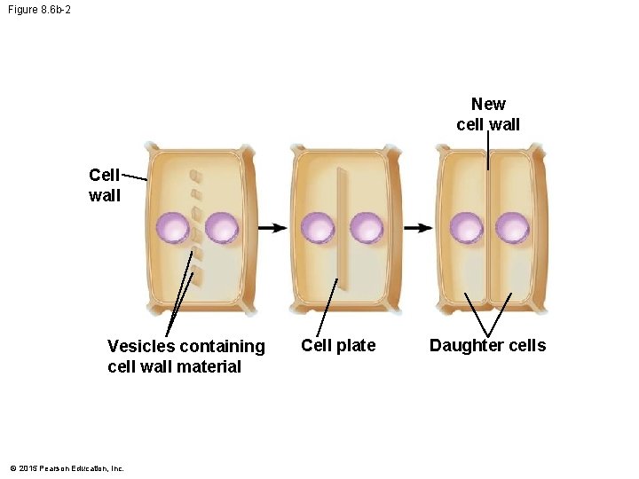 Figure 8. 6 b-2 New cell wall Cell wall Vesicles containing cell wall material