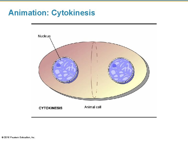 Animation: Cytokinesis © 2015 Pearson Education, Inc. 