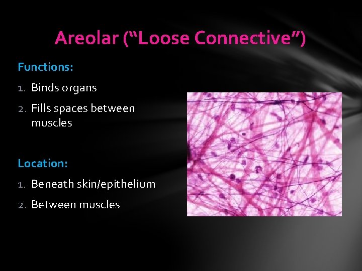Areolar (“Loose Connective”) Functions: 1. Binds organs 2. Fills spaces between muscles Location: 1. Areolar (“Loose Connective”) Functions: 1. Binds organs 2. Fills spaces between muscles Location: 1.