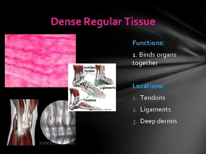 Dense Regular Tissue Functions: 1. Binds organs together Locations: 1. Tendons 2. Ligaments 3. Dense Regular Tissue Functions: 1. Binds organs together Locations: 1. Tendons 2. Ligaments 3.