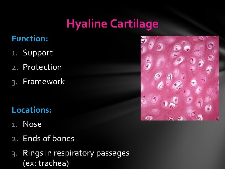 Hyaline Cartilage Function: 1. Support 2. Protection 3. Framework Locations: 1. Nose 2. Ends Hyaline Cartilage Function: 1. Support 2. Protection 3. Framework Locations: 1. Nose 2. Ends