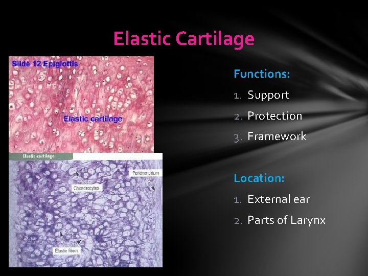 Elastic Cartilage Functions: 1. Support 2. Protection 3. Framework Location: 1. External ear 2. Elastic Cartilage Functions: 1. Support 2. Protection 3. Framework Location: 1. External ear 2.