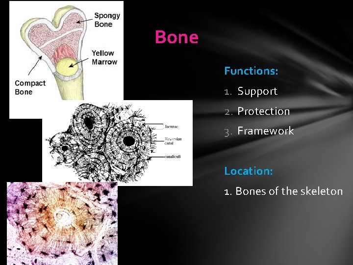Bone Functions: 1. Support 2. Protection 3. Framework Location: 1. Bones of the skeleton Bone Functions: 1. Support 2. Protection 3. Framework Location: 1. Bones of the skeleton