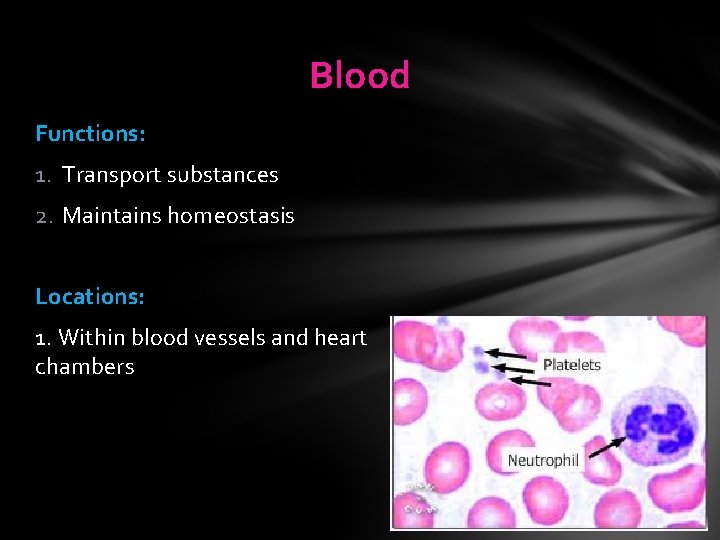 Blood Functions: 1. Transport substances 2. Maintains homeostasis Locations: 1. Within blood vessels and Blood Functions: 1. Transport substances 2. Maintains homeostasis Locations: 1. Within blood vessels and