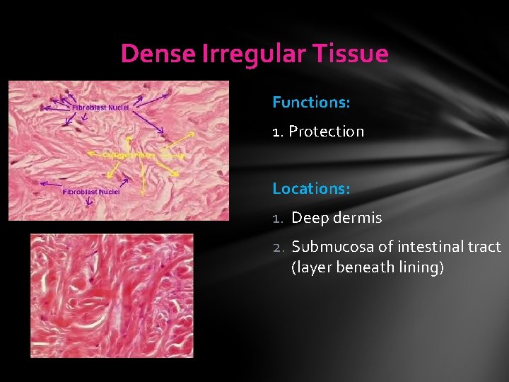 Dense Irregular Tissue Functions: 1. Protection Locations: 1. Deep dermis 2. Submucosa of intestinal Dense Irregular Tissue Functions: 1. Protection Locations: 1. Deep dermis 2. Submucosa of intestinal