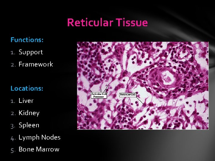 Reticular Tissue Functions: 1. Support 2. Framework Locations: 1. Liver 2. Kidney 3. Spleen Reticular Tissue Functions: 1. Support 2. Framework Locations: 1. Liver 2. Kidney 3. Spleen